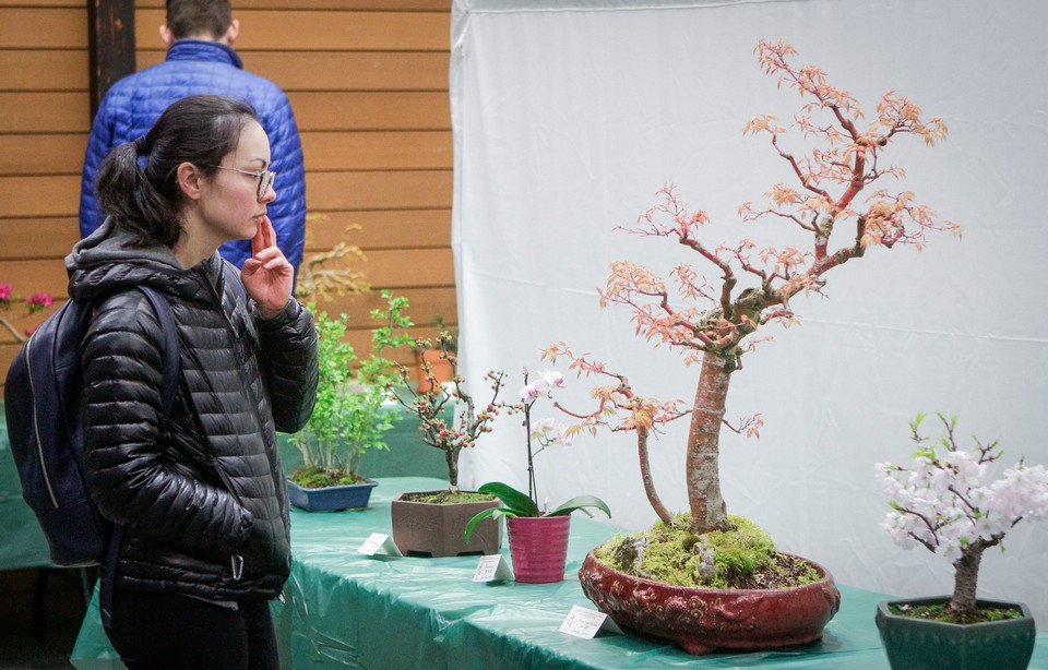 Triển lãm là dịp để các nghệ nhân bonsai giao lưu học hỏi kỹ năng trồng và chăm sóc cây cảnh cũng như giới thiệu những tác phẩm nghệ thuật đặc sắc của mình với đông đảo khách tham quan. (Nguồn: THX/TTXVN)