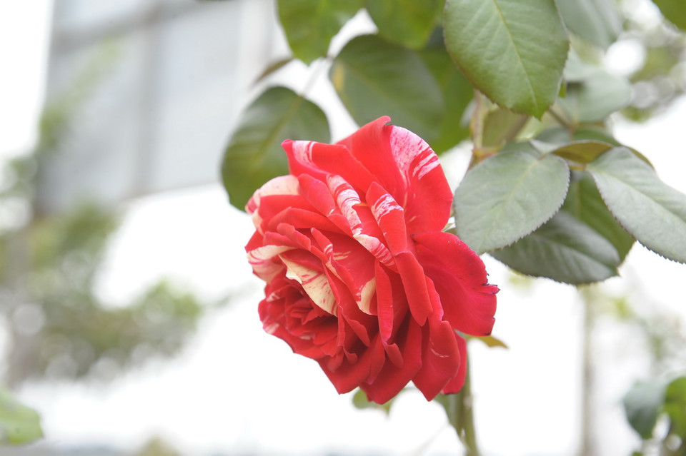 Hoa Mê Linh khoe sắc. (Ảnh: Mạnh Khánh/TTXVN)