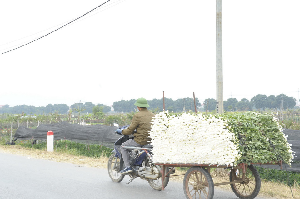 Hoa Mê Linh được thu hoạch mang đi tiêu thụ. (Ảnh: Mạnh Khánh/TTXVN)