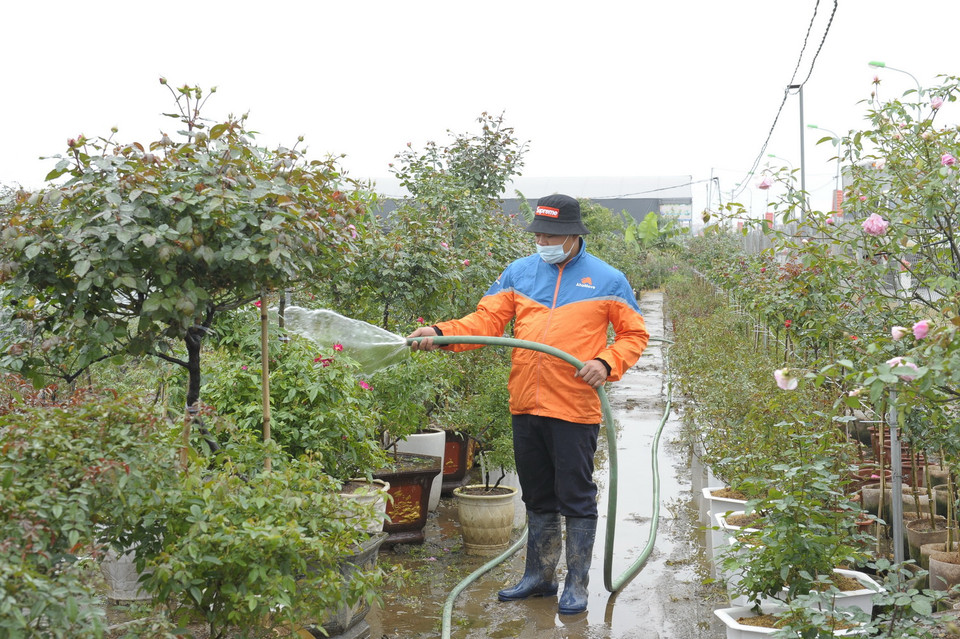  Người dân Mê Linh tập trung chăm chăm sóc hoa chuẩn bị phục vụ Tết Nguyên đán Tân Sửu. (Ảnh: Mạnh Khánh/TTXVN)
