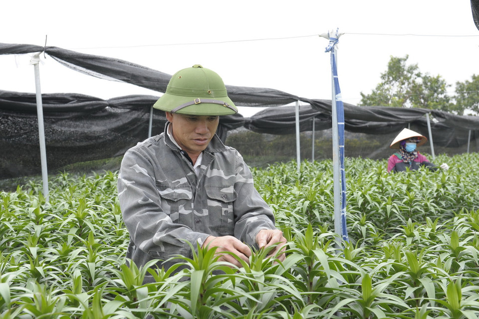 Hoa Ly là một trong những loại hoa được trồng nhiều ở Mê Linh. (Ảnh: Mạnh Khánh/TTXVN)