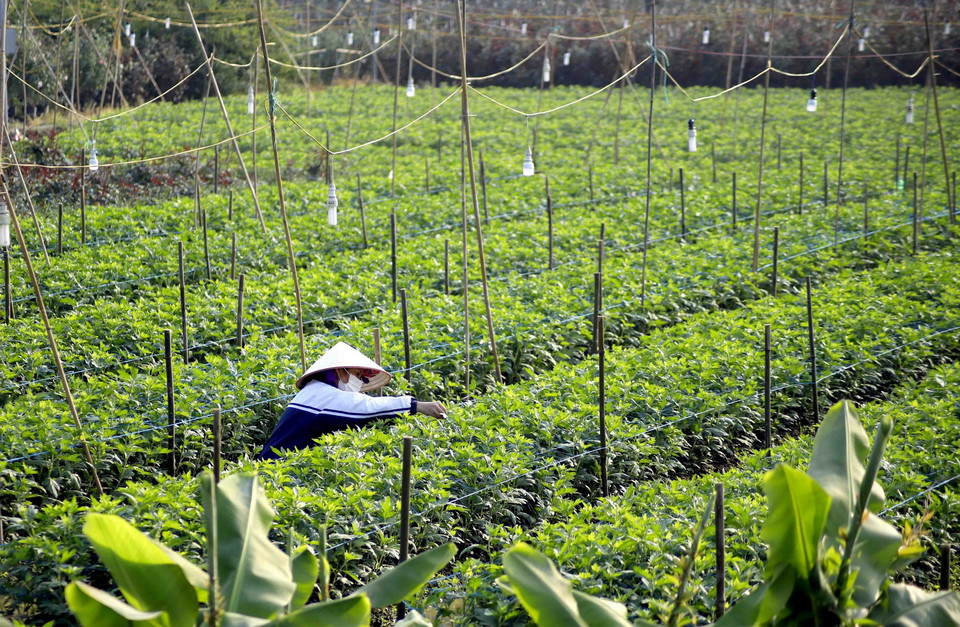  Người dân xã Mê Linh, huyện Mê Linh, Hà Nội, chăm sóc những luống hoa cúc vàng chuẩn bị cho vụ hoa Tết. (Ảnh: Hoàng Hùng/TTXVN)