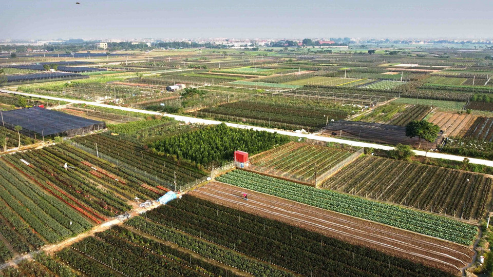 Làng nghề hoa Mê Linh, xã Mê Linh, huyện Mê Linh, Hà Nội. (Ảnh: Hoàng Hùng/TTXVN)