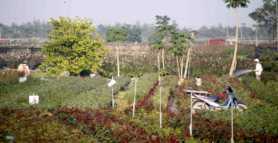  Người dân xã Mê Linh, huyện Mê Linh, Hà Nội, chăm sóc những luống hoa hồng chuẩn bị cho vụ hoa Tết. (Ảnh: Hoàng Hùng/TTXVN)