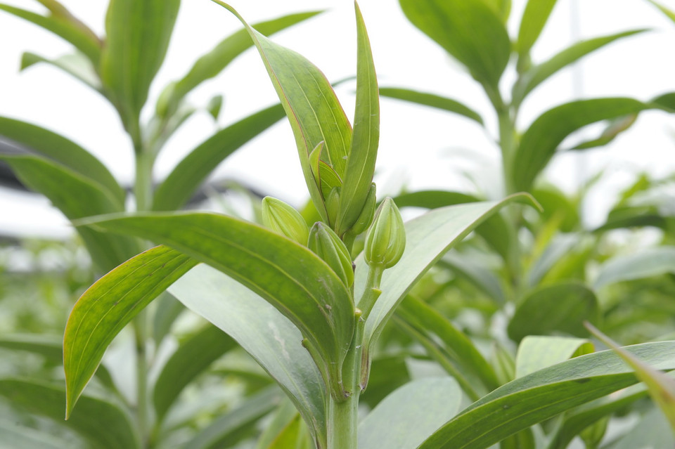 Hoa Ly Mê Linh hứu hẹn nở đúng dịp Tết Nguyên đán Tân Sửu năm 2021. (Ảnh: Mạnh Khánh/TTXVN)