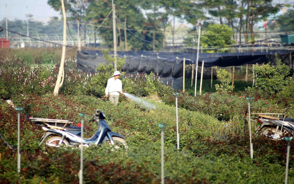  Người dân xã Mê Linh, huyện Mê Linh, Hà Nội, chăm sóc những luống hoa cúc vàng chuẩn bị cho vụ hoa Tết. (Ảnh: Hoàng Hùng/TTXVN)