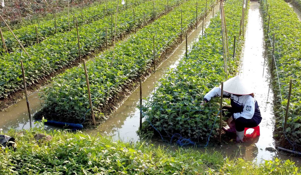  Người dân xã Mê Linh, huyện Mê Linh, Hà Nội, chăm sóc những luống hoa cúc vàng chuẩn bị cho vụ hoa Tết. (Ảnh: Hoàng Hùng/TTXVN)