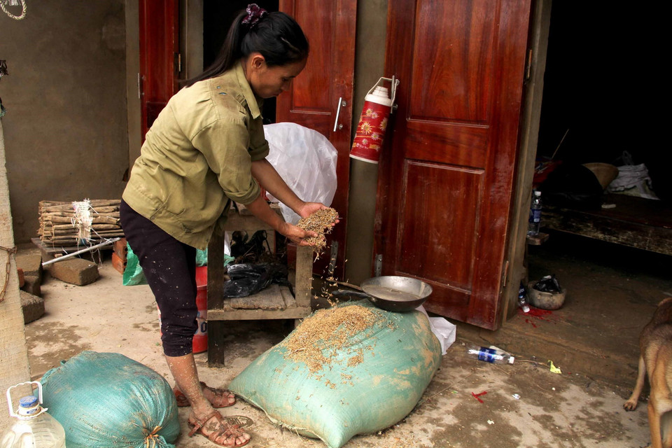 Thóc đã lên mầm do nhiều ngày ngâm trong nước lũ. (Ảnh: Văn Tý/TTXVN)