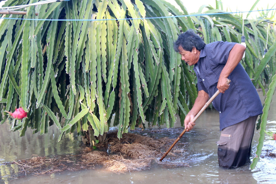 Thanh long đang trong thời kỳ chong đèn cho ra hoa trái vụ nhưng bị ngập, gây thiệt hại rất lớn cho người trồng. (Ảnh: Nguyễn Thanh/TTXVN)
