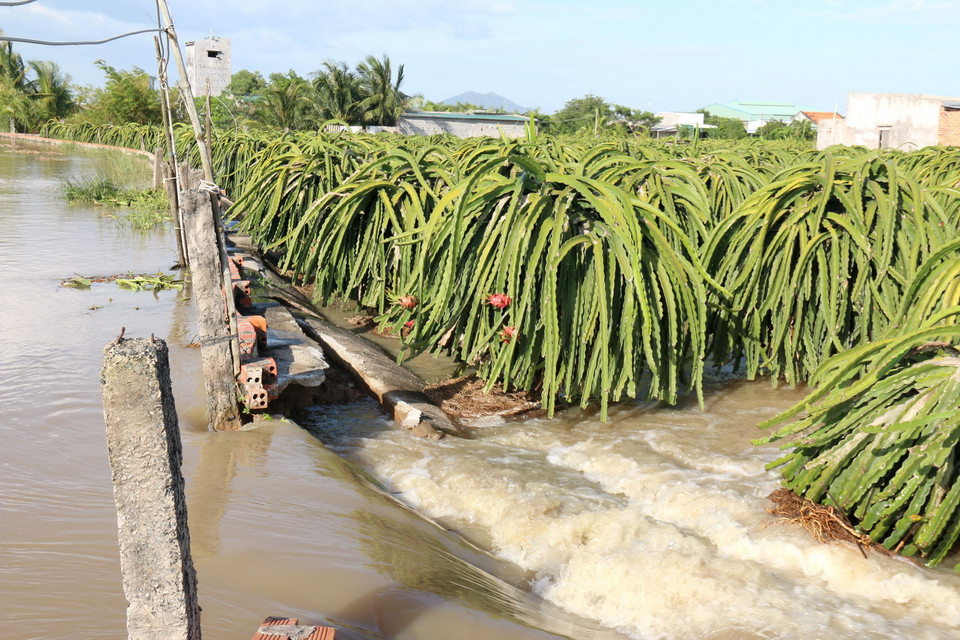 Bêtông được người dân đúc để ngăn nước cũng bị vỡ vì sức nước quá mạnh. (Ảnh: Nguyễn Thanh/TTXVN)