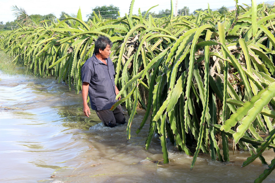 Người dân đầu tư phân bón, rơm, công sức để chăm sóc, tuy nhiên nước ngập đã làm trôi hết. (Ảnh: Nguyễn Thanh/TTXVN)