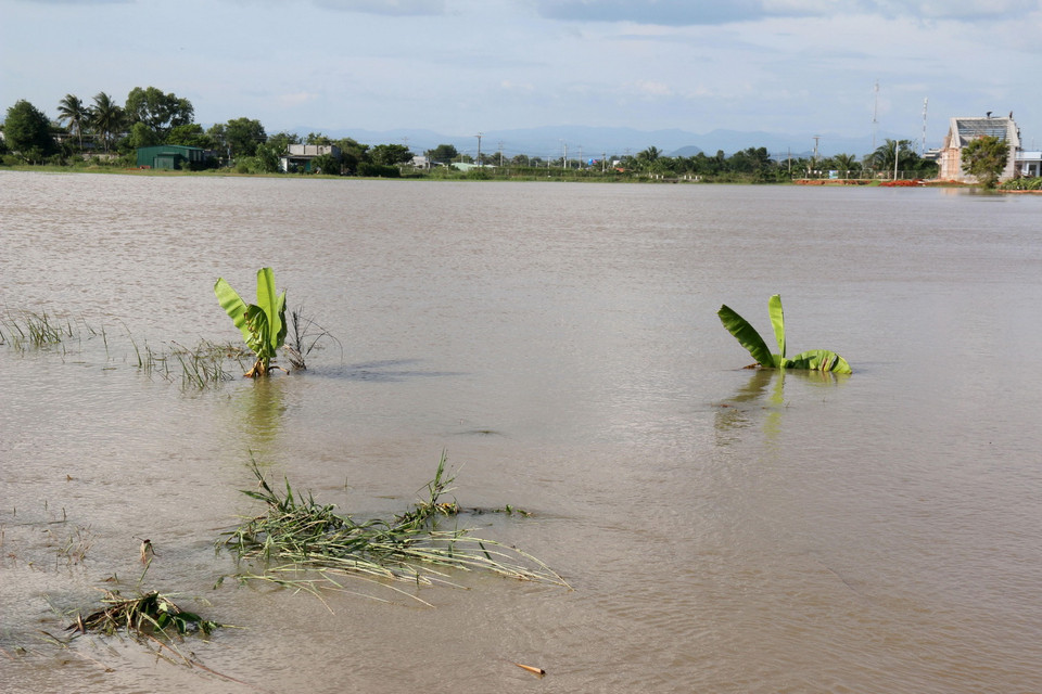 Nhiều diện tích cây trồng khác cũng bị ngập úng. (Ảnh: Nguyễn Thanh/TTXVN)