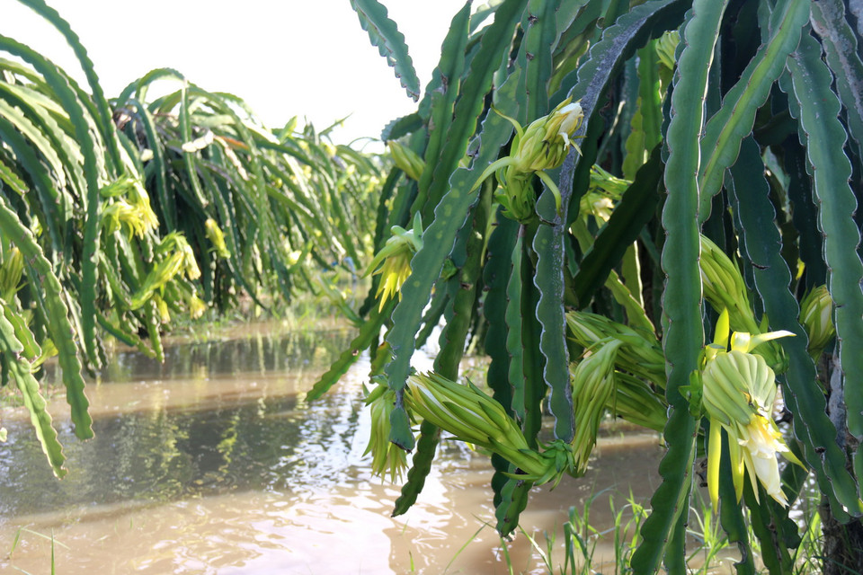 Nếu tình trạng ngập nước kéo dài thì hoa thanh long sẽ bị hỏng. (Ảnh: Nguyễn Thanh/TTXVN)