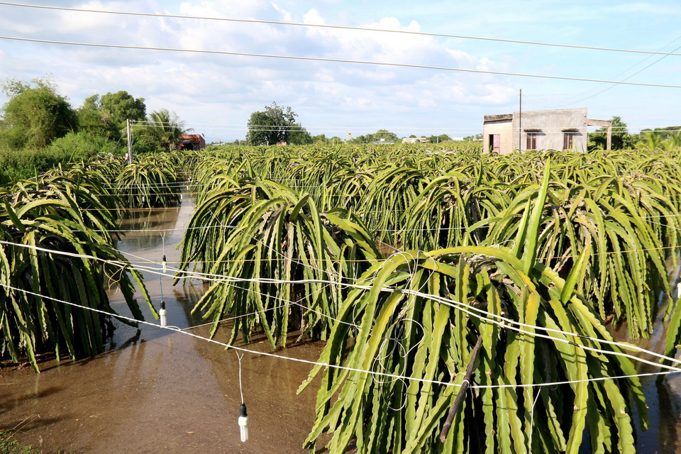 Hầu hết các vườn thanh long đang trong giai đoạn chong đèn cho ra hoa trái vụ, bị ngập nửa thân trụ. (Ảnh: Nguyễn Thanh/TTXVN)