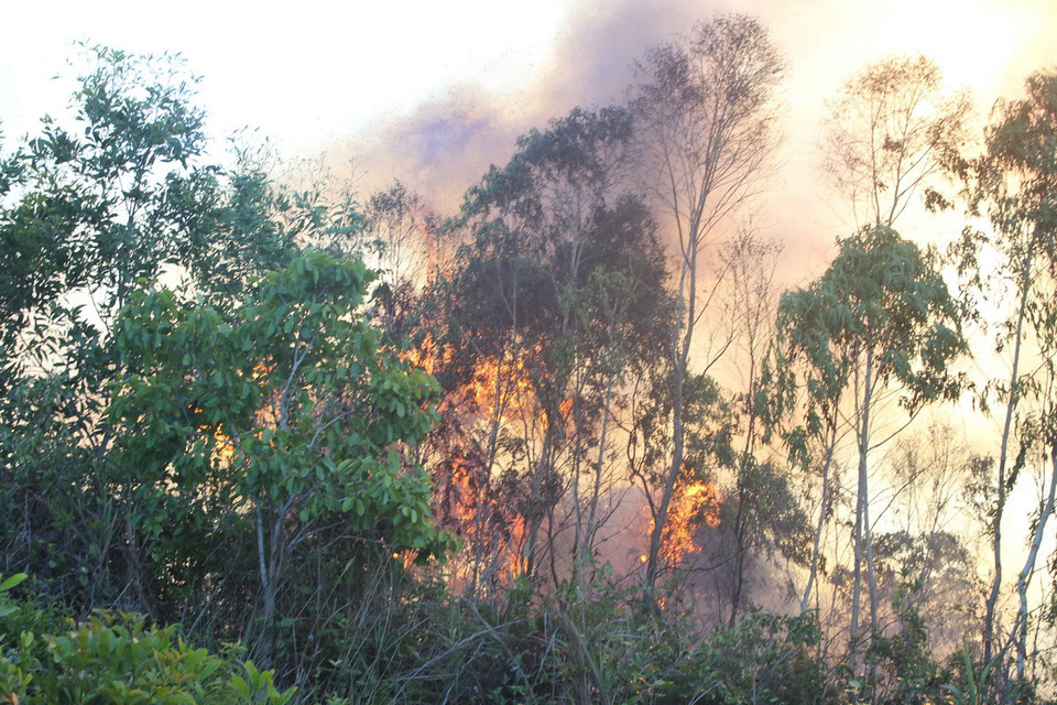 Ngọn lửa dữ không chỉ cháy dưới thảm thực bì mà còn lan nhanh trên những ngọn bạch đàn. (Ảnh: Ly Kha/TTXVN)