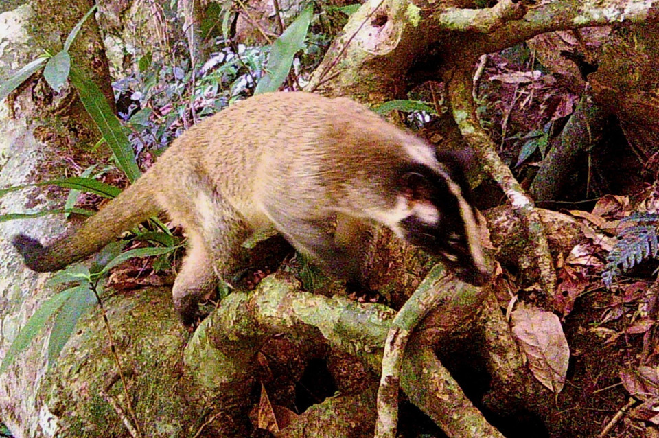 Cá thể Cầy vòi mốc được bẫy ảnh chụp lại tại khu vực khe Nậm Cân, xã Thông Thụ, huyện Quế Phong, tỉnh Nghệ An. (Ảnh: TTXVN phát)