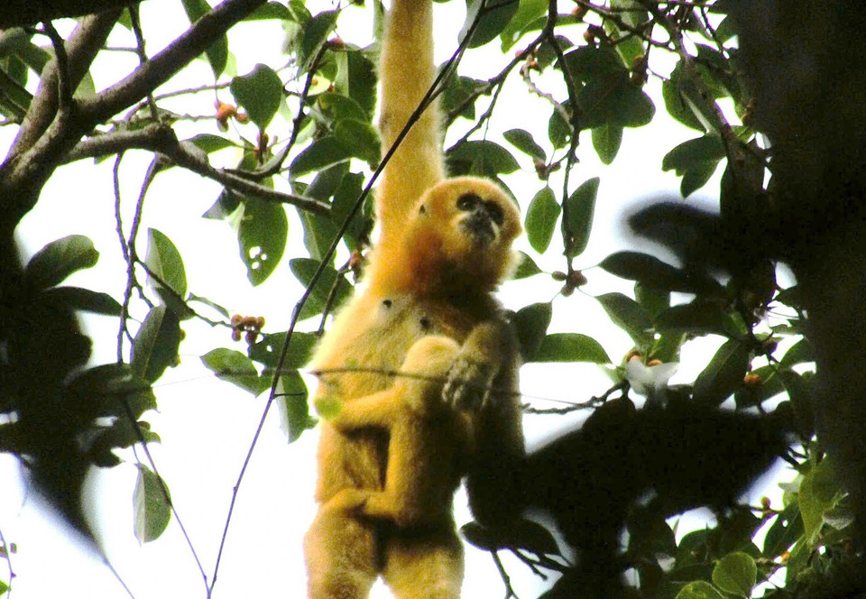 Hai cá thể Vượn má trắng (con cái trưởng thành và con non) được bẫy ảnh chụp lại tại khu vực Pù Nhíp, xã Thông Thụ, huyện Quế Phong, tỉnh Nghệ An. (Ảnh: TTXVN phát)