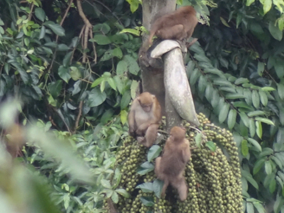 Đàn Khỉ mốc (3 cá thể trưởng thành) được bẫy ảnh chụp ở khu vực khe Nậm Việc, xã Hạnh Dịch, huyện Quế Phong, tỉnh Nghệ An. (Ảnh: TTXVN phát)