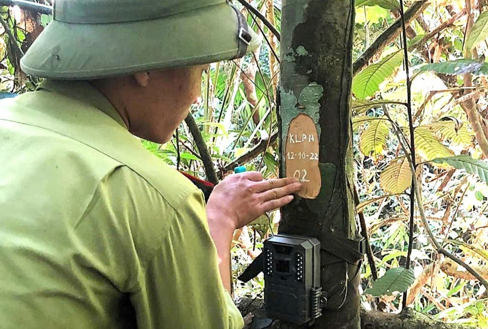 Tại khu vực Hón Túi và Hón Giai, huyện Quế Phong,tỉnh Nghệ An, 6 vị trí đã được cán bộ Khu bảo tồn thiên nhiên Pù Hoạt lắp đặt bẫy ảnh tự động, đánh số ký hiệu máy bẫy ảnh và ghi chép các thông tin. (Ảnh: TTXVN phát)