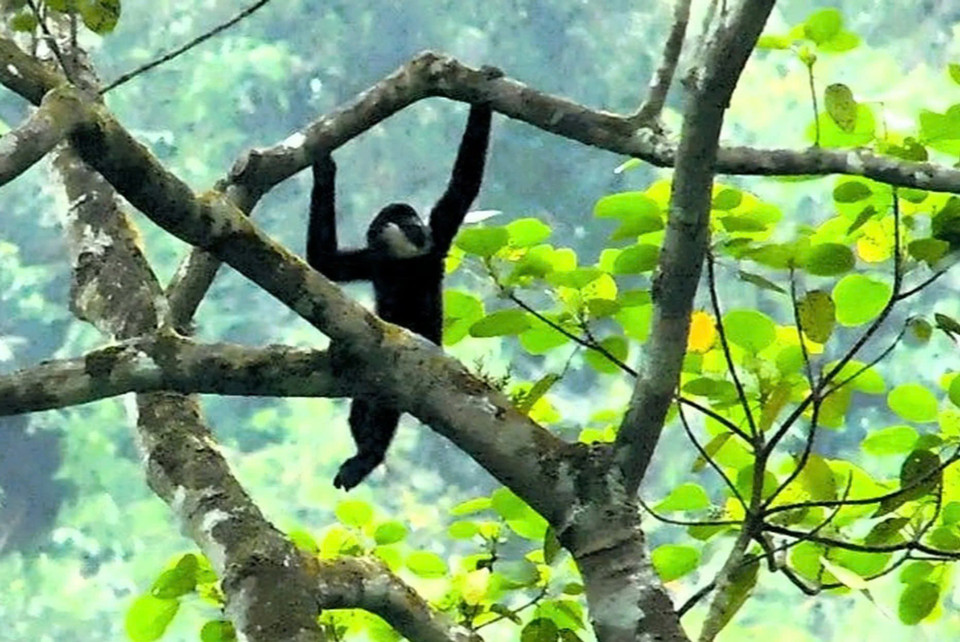 Cá thể Vượn má trắng (con đực trưởng thành) được bẫy ảnh chụp lại tại khu vực Pù Nhíp, xã Thông Thụ, huyện Quế Phong, tỉnh Nghệ An. (Ảnh: TTXVN phát)