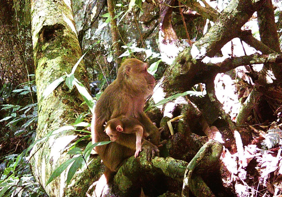 Hai cá thể Khỉ vàng (con cái trưởng thành và con non) được bẫy ảnh chụp lại tại vách đá trên khe Nậm Cân, xã Thông Thụ, huyện Quế Phong, tỉnh Nghệ An. (Ảnh: TTXVN phát)