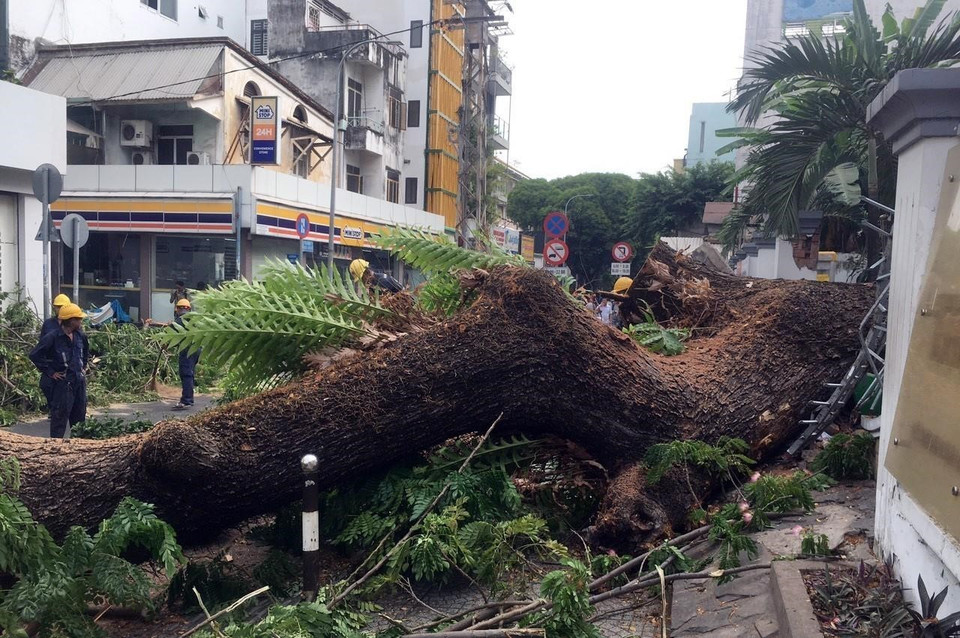 Cây xanh bị đổ có đường kính thân rất lớn. (Ảnh: Linh Sơn/TTXVN phát)
