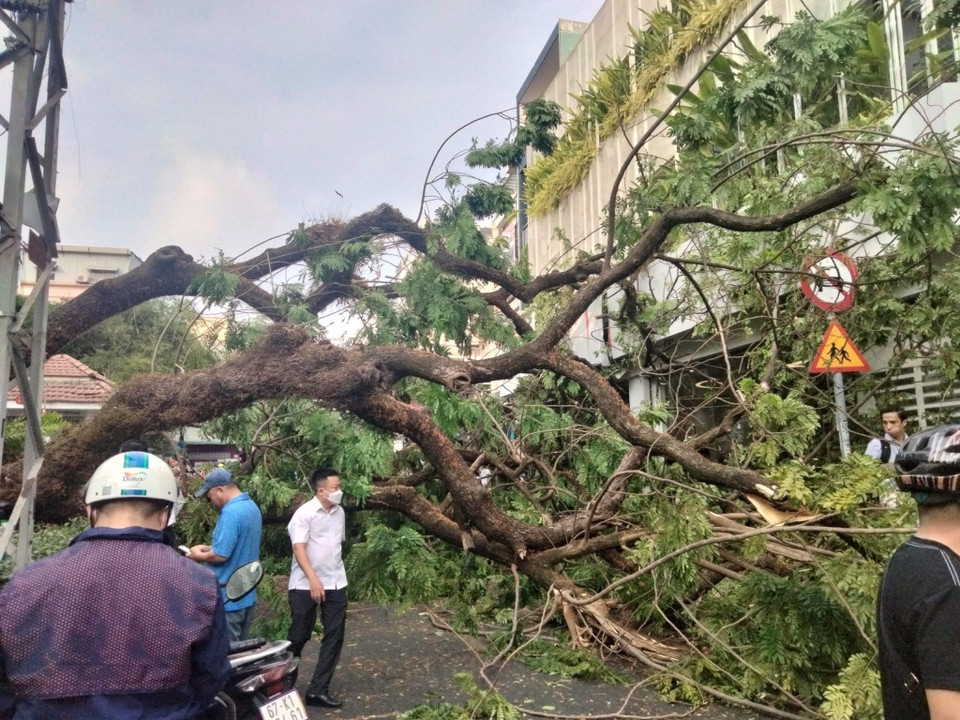 Cây đổ làm một số người bị thương. (Ảnh: Hồng Giang/TTXVN)