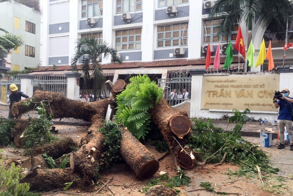 Cây trong trường Trung học cơ sở Trần Văn Ơn bị đổ ra đường. (Ảnh: Linh Sơn/TTXVN phát)