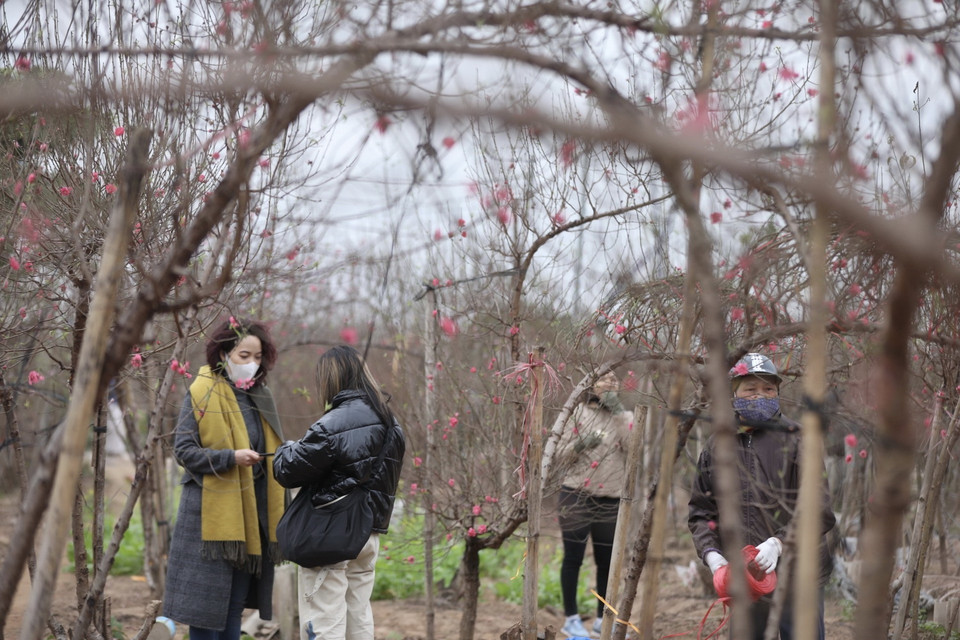Nhiều khách đã đến vườn đào Nhật Tân chọn mua những cành, cây đào ưng ý. (Ảnh: Minh Quyết/TTXVN)