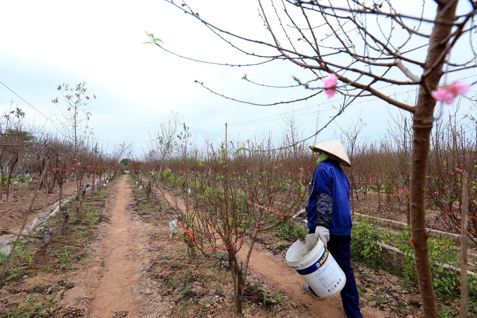 Đây là thời điểm chăm sóc kỹ cho cây để phục vụ thú chơi đào Tết của người dân. (Ảnh: Tuấn Anh/TTXVN)