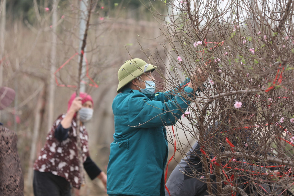 Người dân phường Nhật Tân (quận Tây Hồ) đã ra vườn hái lá đào, đưa cây lên chậu chuẩn bị bị phục vụ Tết Nguyên đán Nhâm Dần. (Ảnh: Minh Quyế/TTXVN)