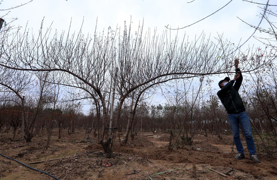 Những cành đào to được các chủ vườn chăm sóc rất kỹ. (Ảnh: Tuấn Anh/TTXVN)