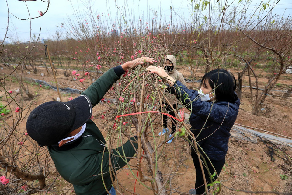 Chủ vườn đào Hải Chi đang buộc gọn lại cây trước khi giao cho khách. (Ảnh: Tuấn Anh/TTXVN)