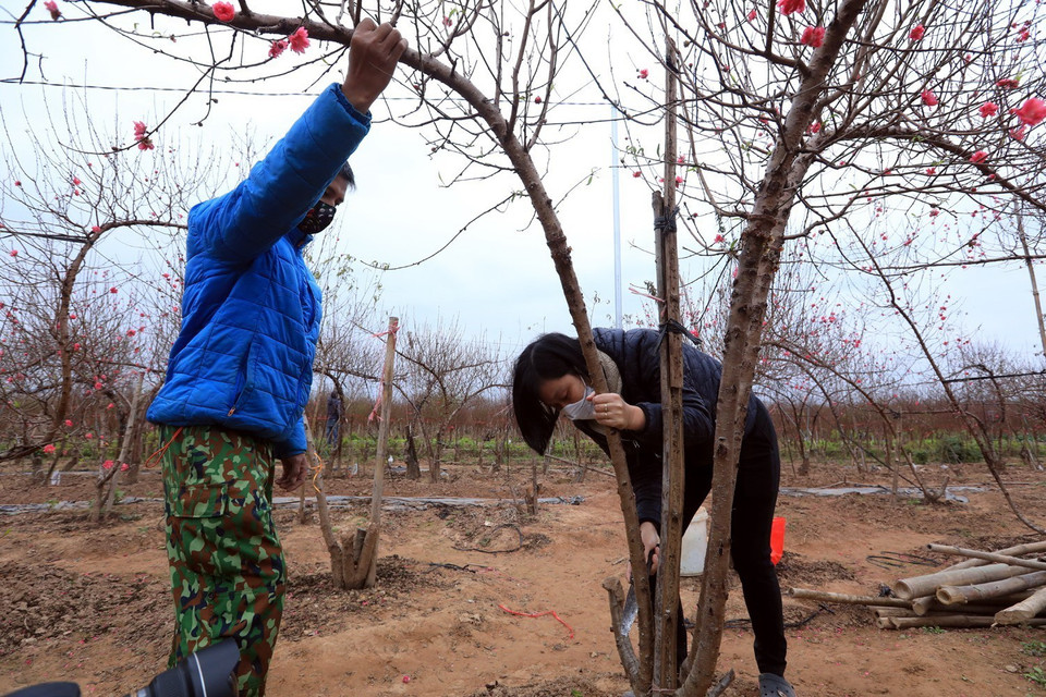  Nhiều người dân mua đào để chơi dịp trong Tết Dương lịch. (Ảnh: Tuấn Anh/TTXVN)