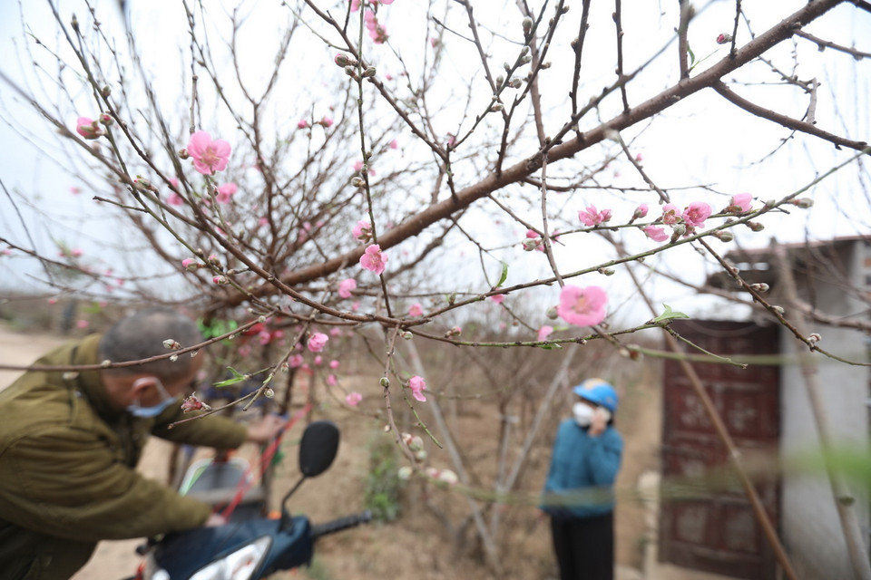 Nhà vườn chăm sóc đào để nở hoa sớm phục vụ khách có nhu cầu chơi đào sớm. (Ảnh: Minh Quyết/TTXVN)