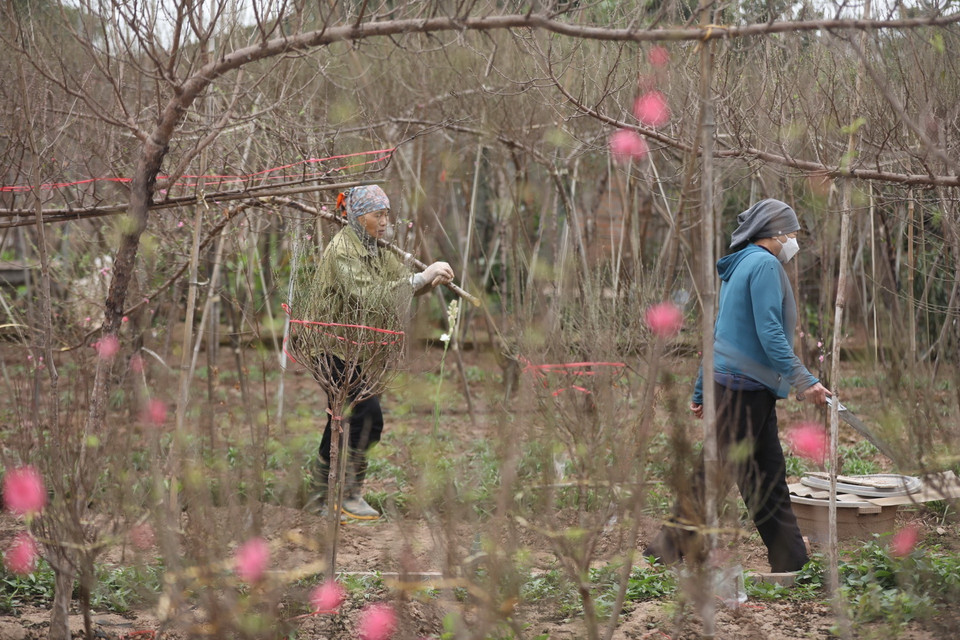 Thời tiết tháng cuối năm có nắng ấm áp, nhiều cây đào nở sớm và được thu hoạch dần từ hai tuần nay phục vụ khách có nhu cầu chơi đào sớm. (Ảnh: Tuấn Anh/TTXVN)
