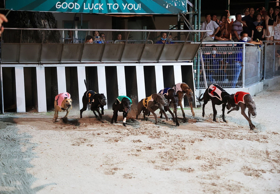  Các chú chó xuất phát bắt đầu trận đua. (Ảnh: Hồng Đạt/TTXVN)