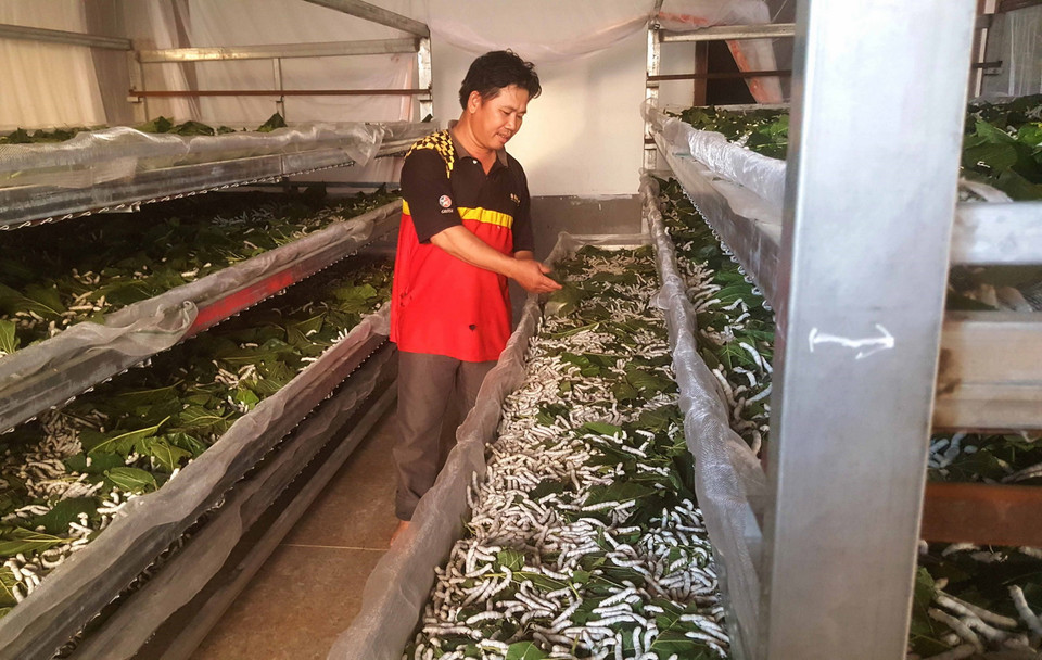 Mô hình nuôi tằm hiệu quả ở huyện Krông Bông. (Ảnh: TTXVN phát)