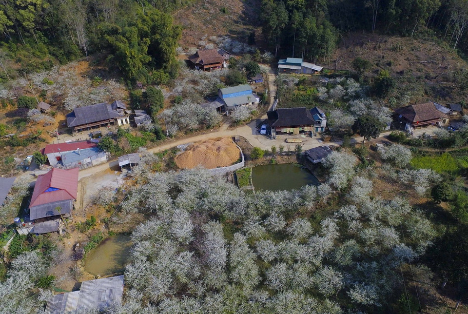 Vẻ đẹp của vườn hoa mận nhìn từ trên cao. (Ảnh: Xuân Tư/TTXVN)