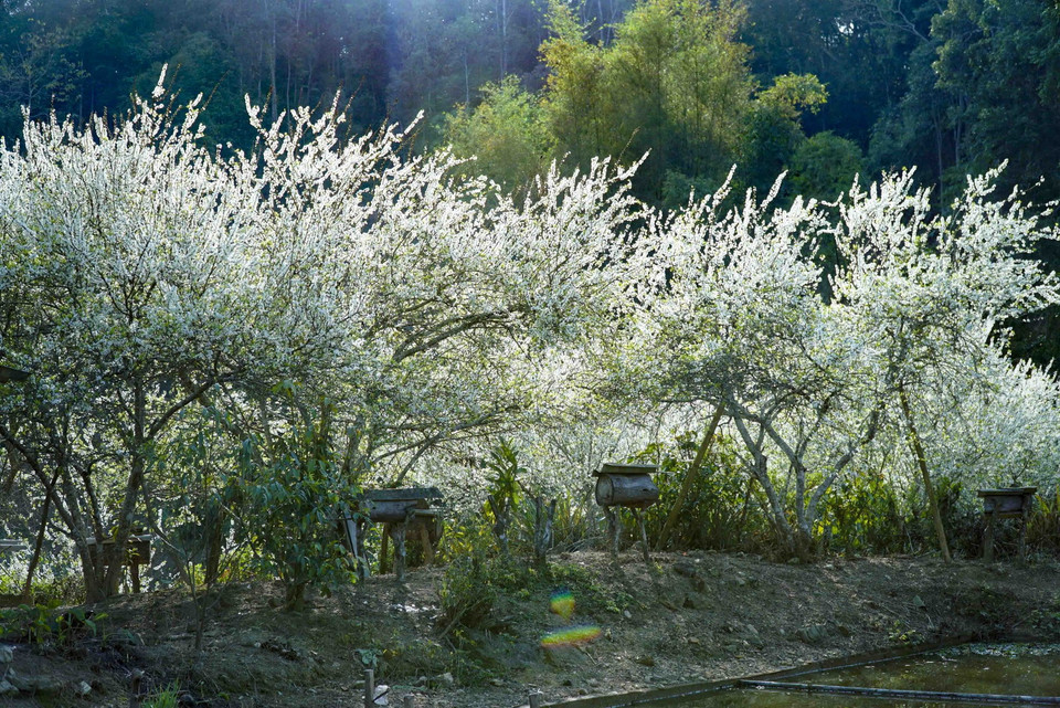 Hoa mận nở trong nắng chiều. (Ảnh: Xuân Tư/TTXVN)