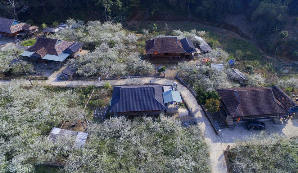 Những con đường ẩn mình dưới màu trắng tinh khôi của hoa mận. (Ảnh: Xuân Tư/TTXVN)