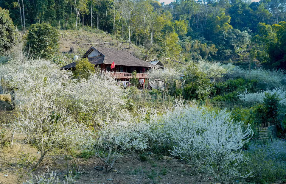 Hoa mận bao quanh những mái nhà đơn sơ của người dân tạo nên khung cảnh lãng mạn, thi vị. (Ảnh: Xuân Tư/TTXVN)