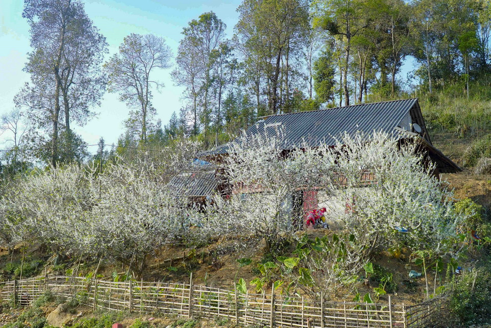 Hoa mận bung nở dưới những nếp nhà sàn của người dân tộc Thái. (Ảnh: Xuân Tư/TTXVN)