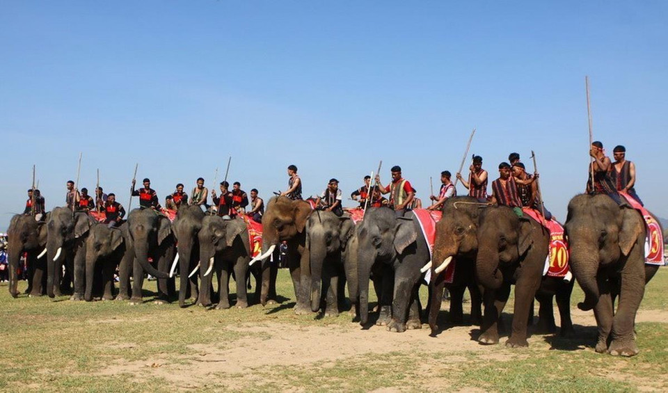 Dưới sự điều khiển của nài voi, voi tập trung về đường đua. (Ảnh: Dương Giang/TTXVN)