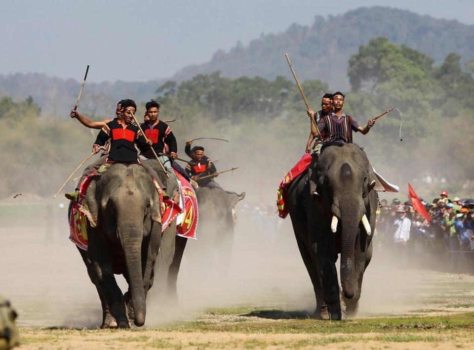 Dưới sự điều khiển của nài voi, voi tập trung về đường đua. (Ảnh: Dương Giang/TTXVN)