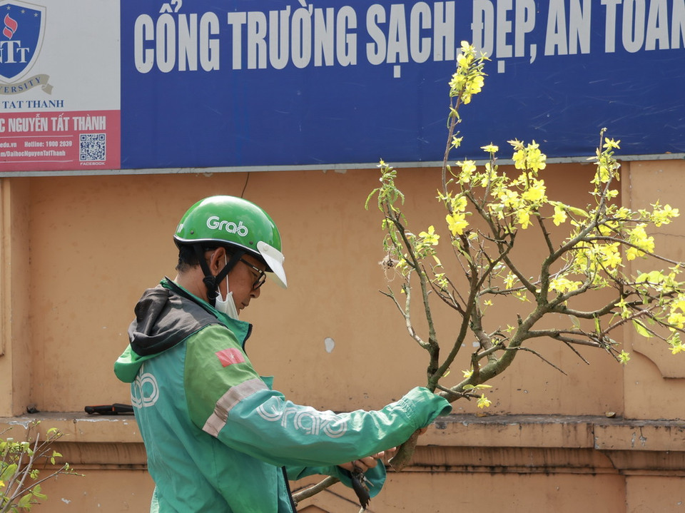 Một tài xế xe công nghệ tranh thủ mua cành hoa mai để trưng Tết. (Ảnh: Anh Tuấn/TTXVN)
