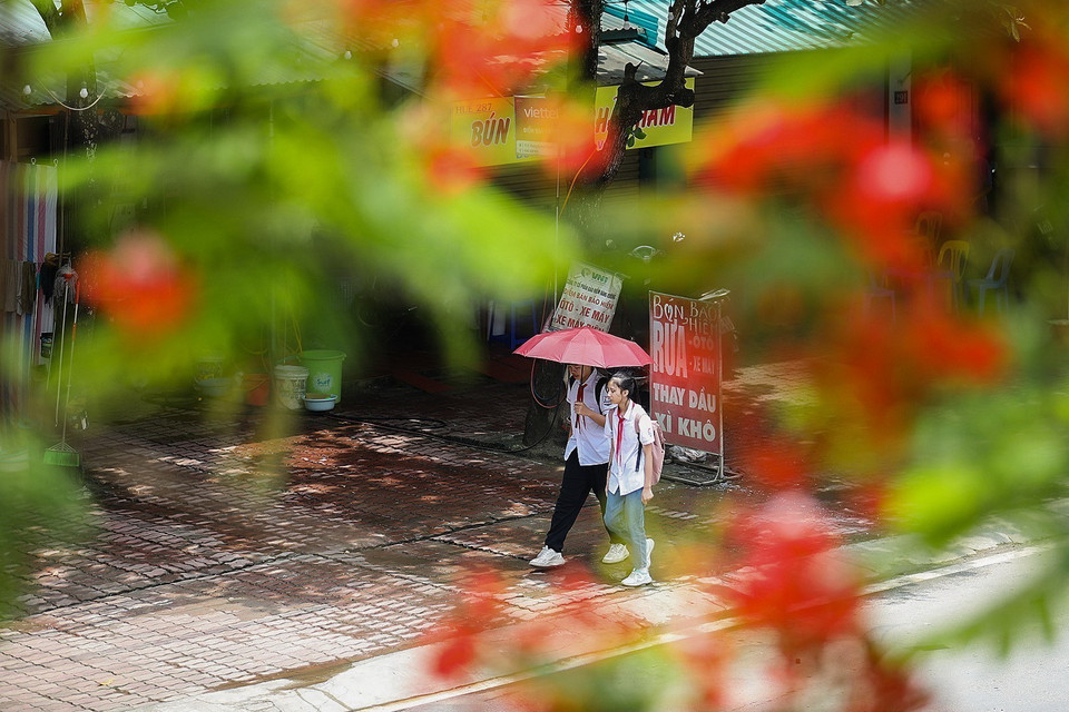 Mùa hoa phượng đỏ gắn với tuổi học trò vô tư và hồn nhiên. (Ảnh: Trọng Đạt/TTXVN)