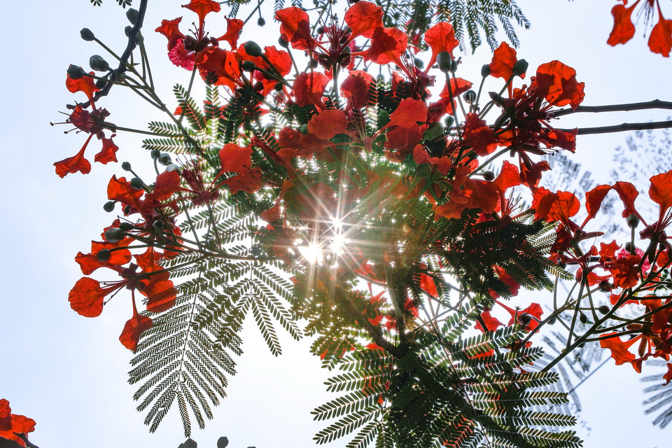 Hoa phượng vĩ đỏ rực trong cái nắng gắt đầu Hè. (Ảnh: Trọng Đạt/TTXVN)