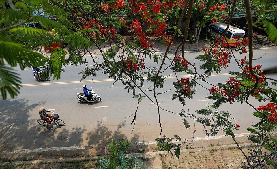 Người dân Hòa Bình khi đi ngang đoạn đường này đều thích thú với sắc đỏ của hoa phượng. (Ảnh: Trọng Đạt/TTXVN)