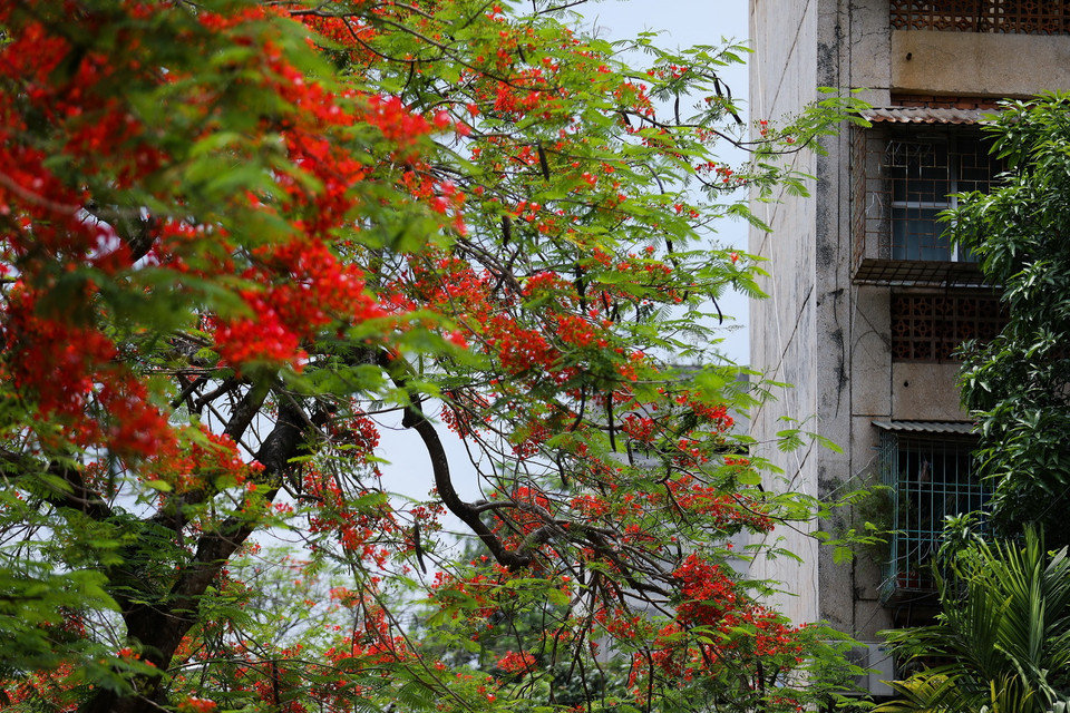 Hoa phượng đỏ rực bên những ngôi nhà của khu chuyên gia cũ. (Ảnh: Trọng Đạt/TTXVN)